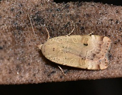 Noctua interposita