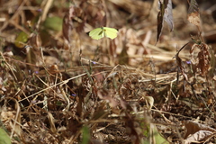 Abaeis mexicana