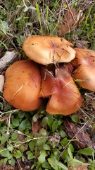 Pholiota brunnescens