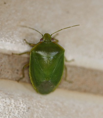 Glaucias
