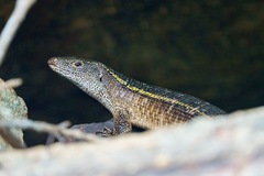 Matobosaurus validus
