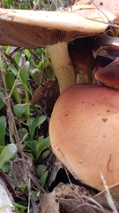Pholiota brunnescens