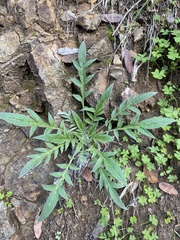 Phacelia imbricata