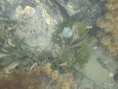 Caulerpa brownii
