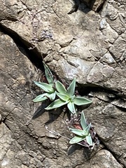 Dudleya lanceolata