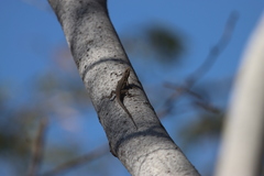 Urosaurus nigricauda