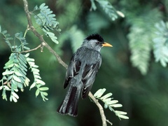 Hypsipetes madagascariensis