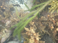 Caulerpa brownii