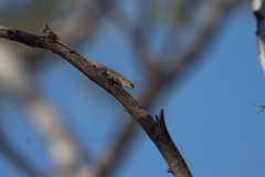 Urosaurus nigricauda