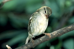 Foudia madagascariensis