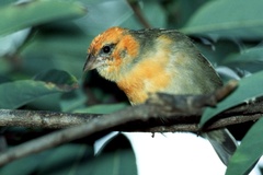 Foudia madagascariensis