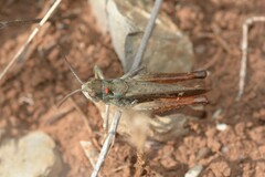 Stenobothrus festivus