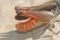 Stenobothrus festivus