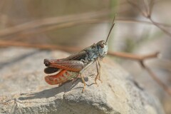 Stenobothrus festivus