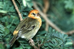 Foudia madagascariensis