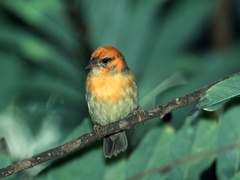 Foudia madagascariensis