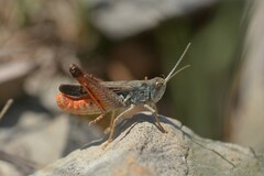 Stenobothrus festivus