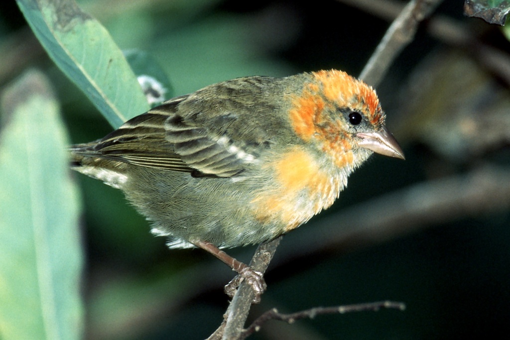Red-headed Fody