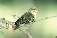 Foudia madagascariensis