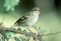 Foudia madagascariensis