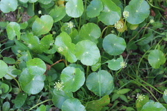 Hydrocotyle umbellata