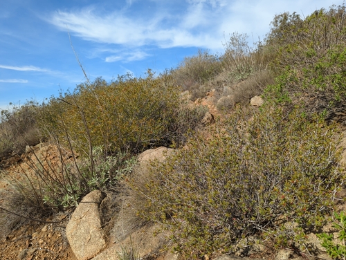 Image of Tetracoccus dioicus by no rights reserved