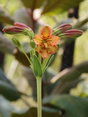 Alstroemeria gardneri
