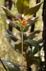 Alstroemeria gardneri