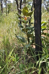 Alstroemeria gardneri
