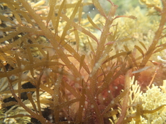 Desmarestia ligulata