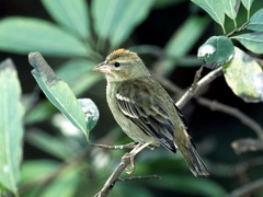 Foudia madagascariensis