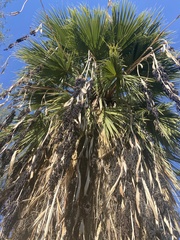 Washingtonia filifera