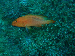 Cephalopholis spiloparaea