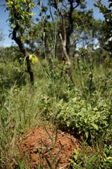 Aeschynomene paucifolia