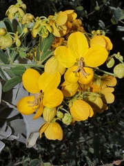 Senna rugosa