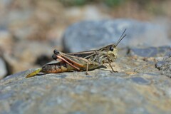 Stenobothrus rubicundulus