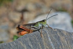 Stenobothrus rubicundulus