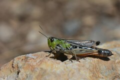 Stenobothrus rubicundulus