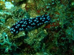 Phyllidiella