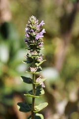 Oocephalus grazielae