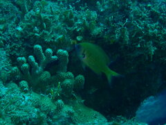 Pycnochromis pacifica