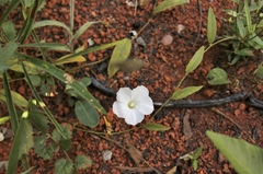 Distimake maragniensis