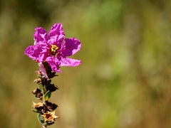 Diplusodon sessiliflorus
