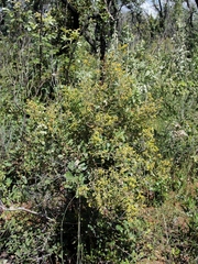 Davilla elliptica