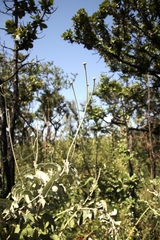 Chresta sphaerocephala