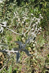 Chresta sphaerocephala