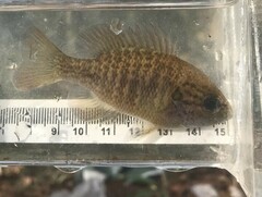 Lepomis miniatus