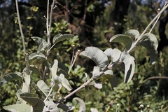 Chresta sphaerocephala