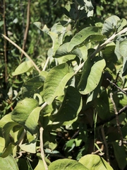 Chresta sphaerocephala
