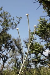 Chresta sphaerocephala